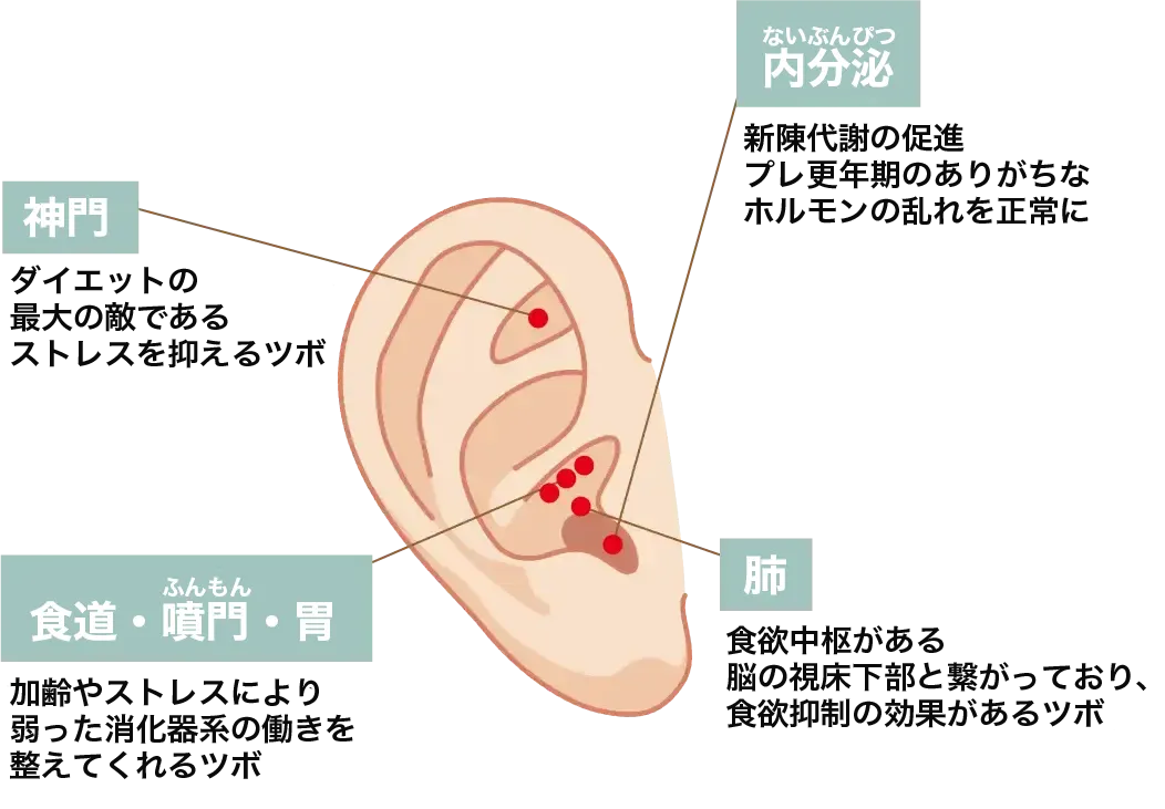 耳ツボについて